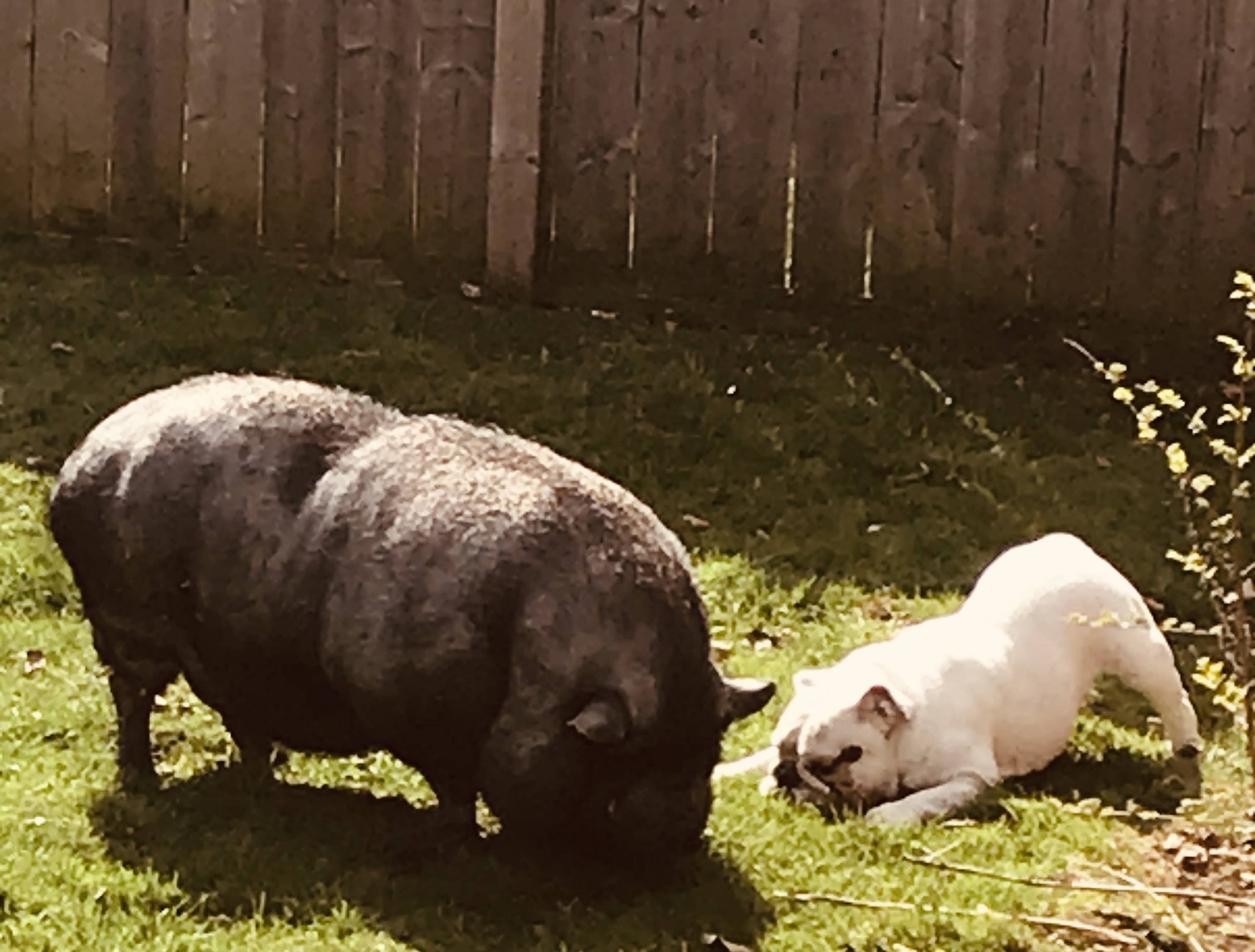 Charlie, the pig, and Prada, the dog, live in Glen Abbey | Carissa Sinclair